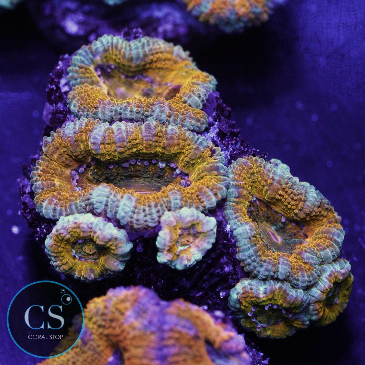 AUSSIE ACAN