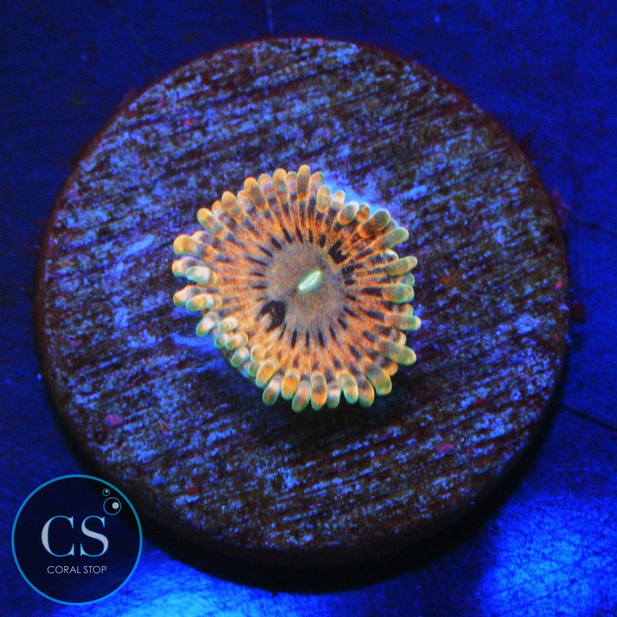 FAIRY FART ZOA