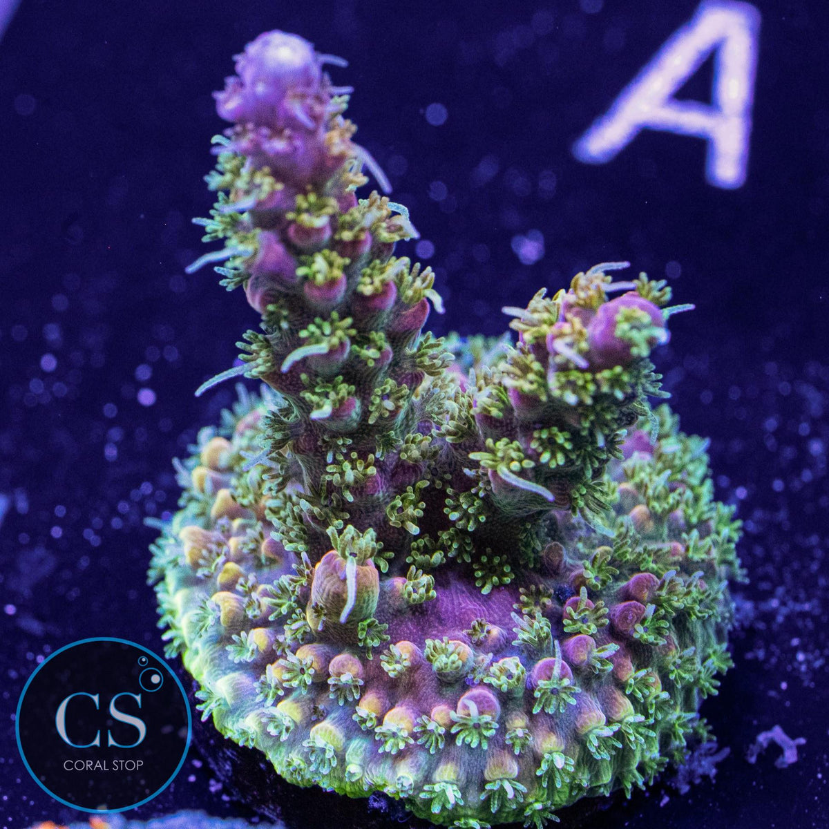 Voodoo Magic Acro