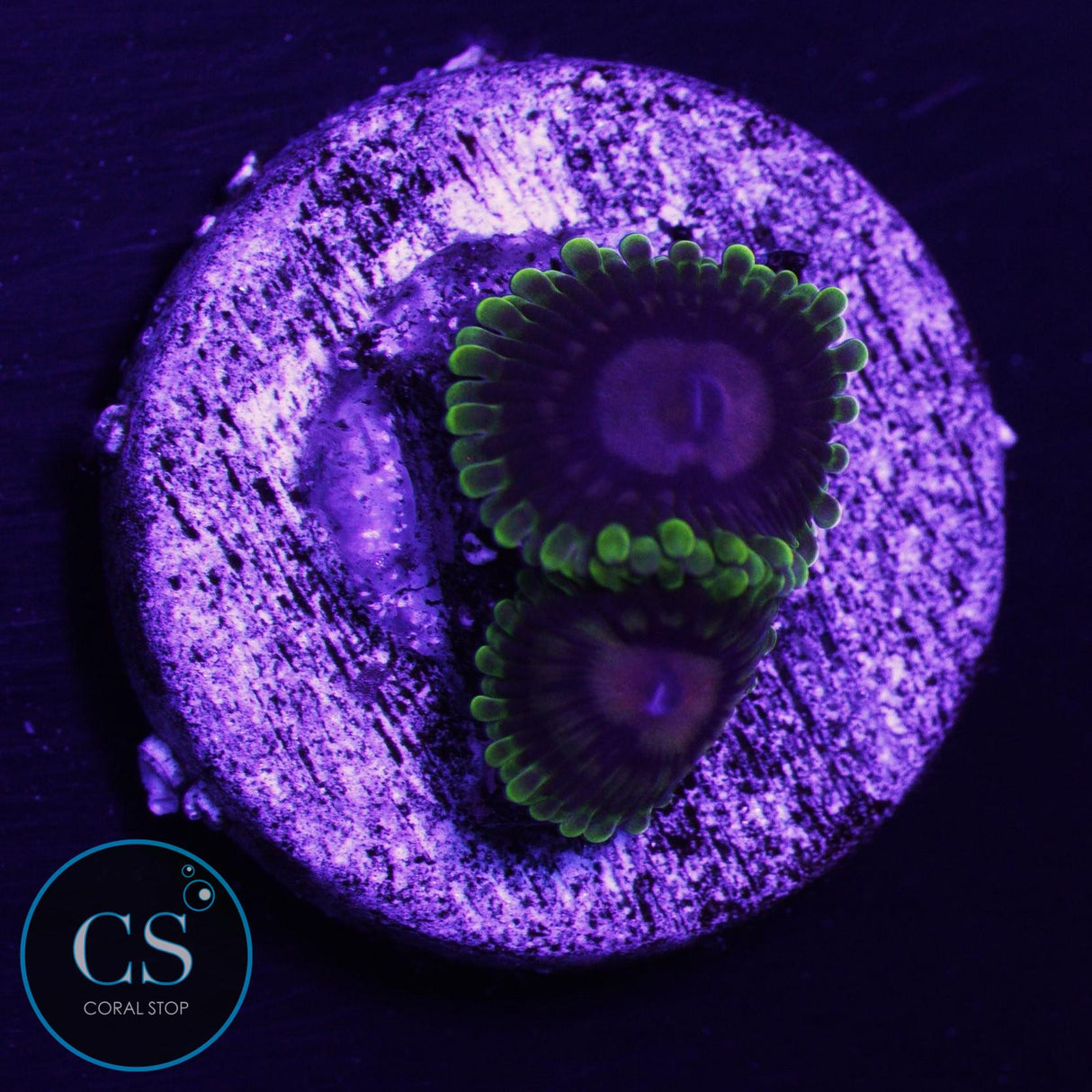 CC Scarlet Fever Zoa