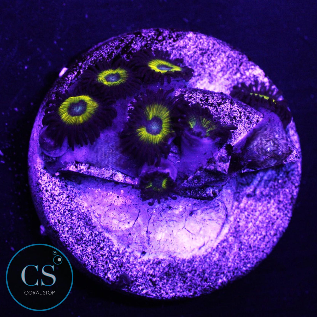 Belladonna Zoa