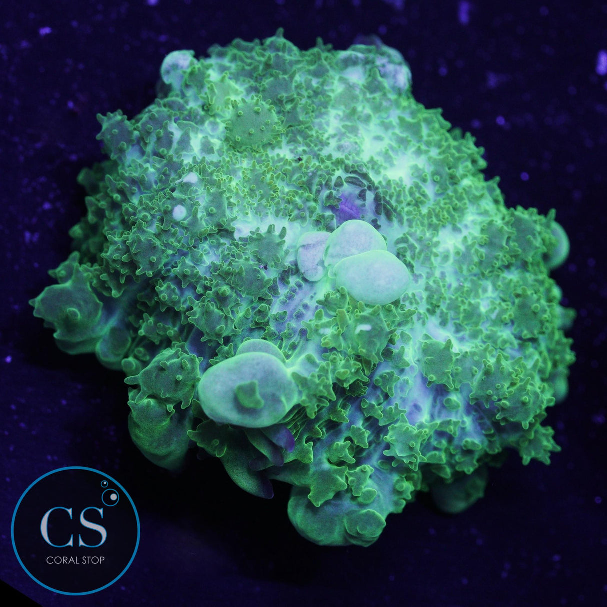 CS Ghost Bounce Mushroom