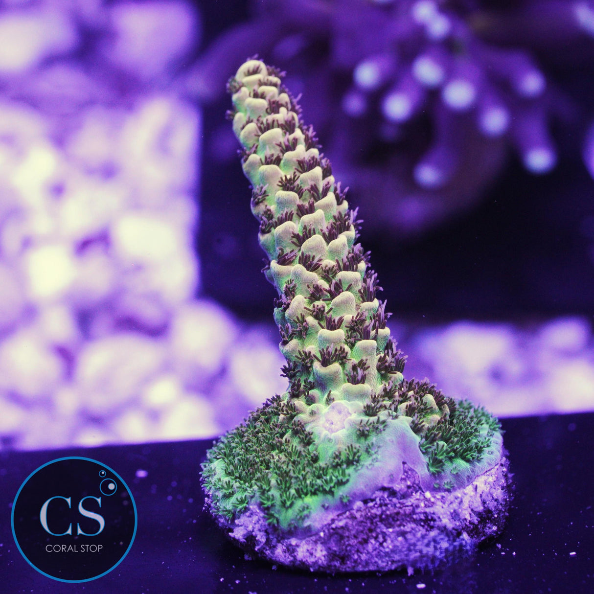 CS Blazing Banana Acropora