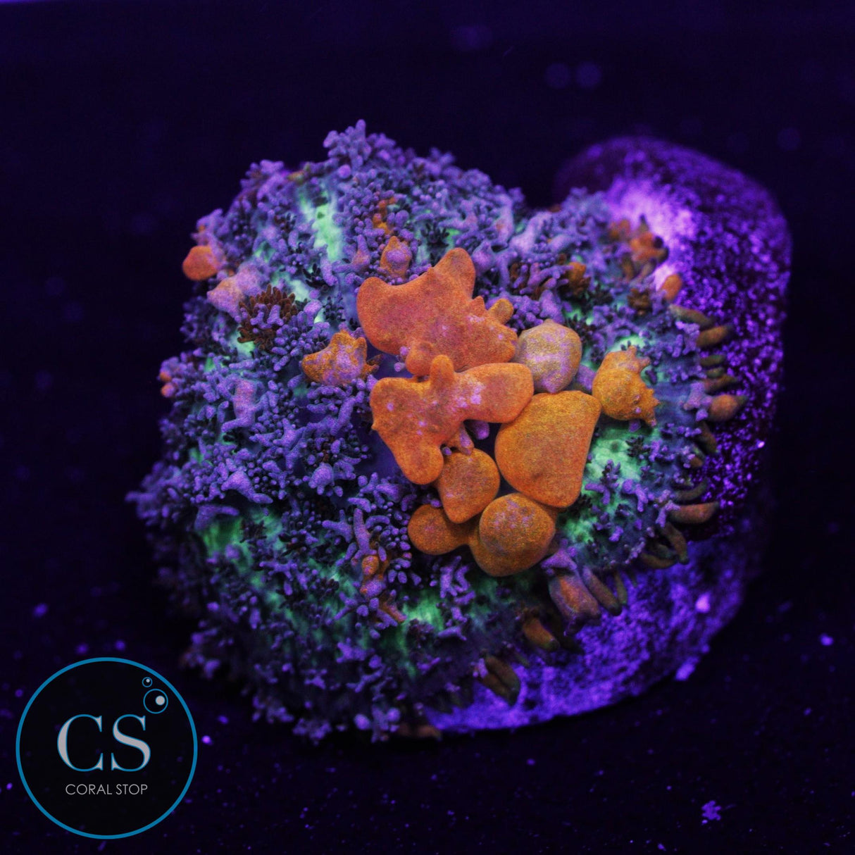 Sunkist Bounce Mushroom