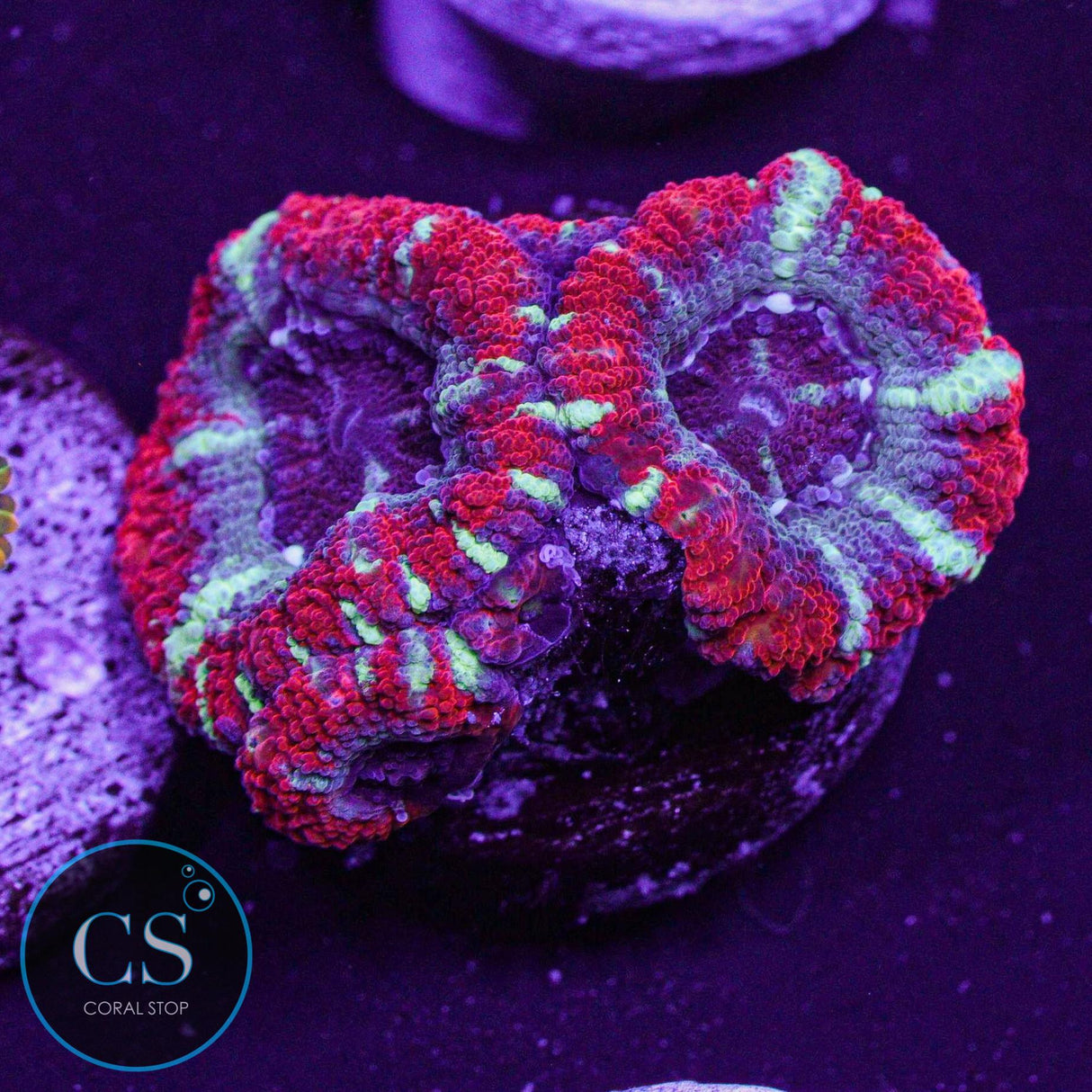 Agent Orange Asian Acan