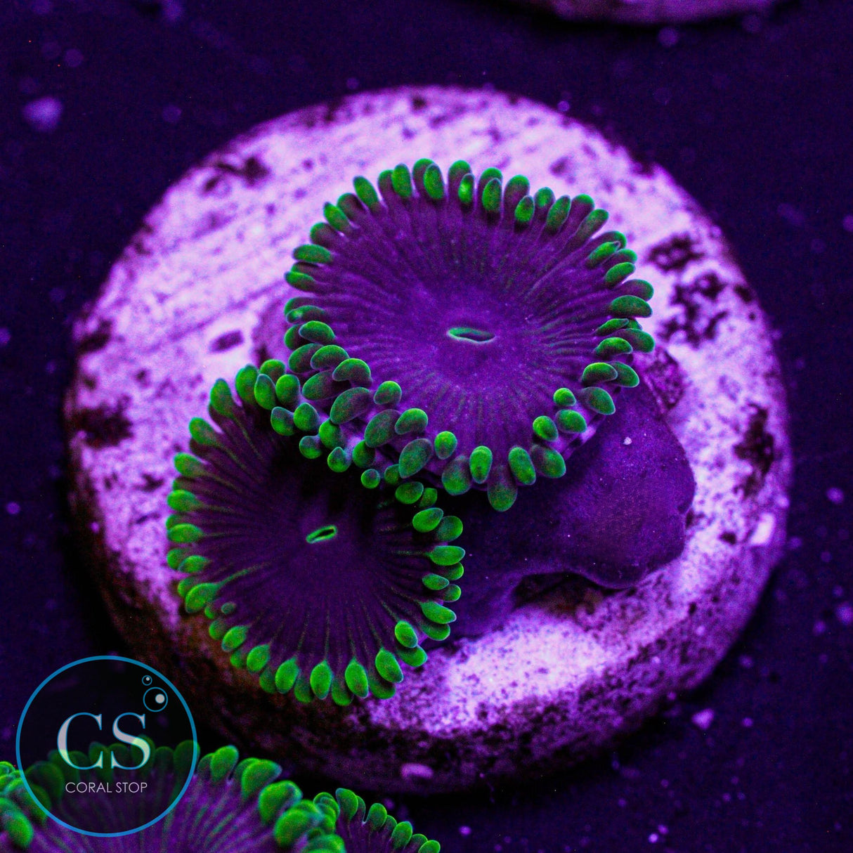 OG Purple People Eater Zoa