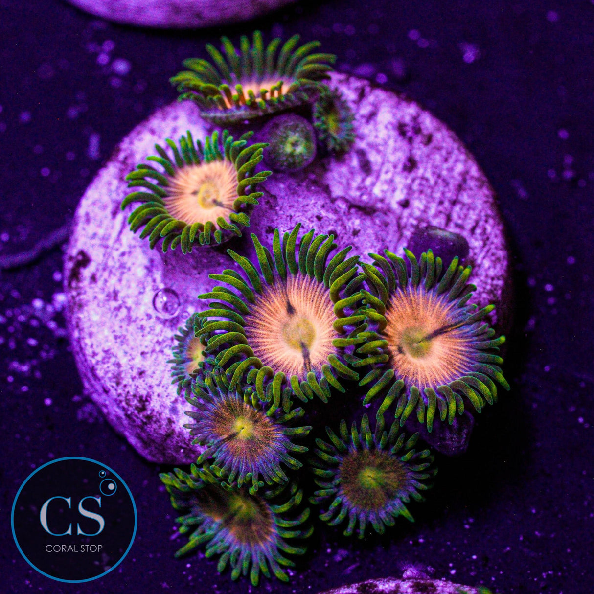 WWC Laser Lemon Zoa