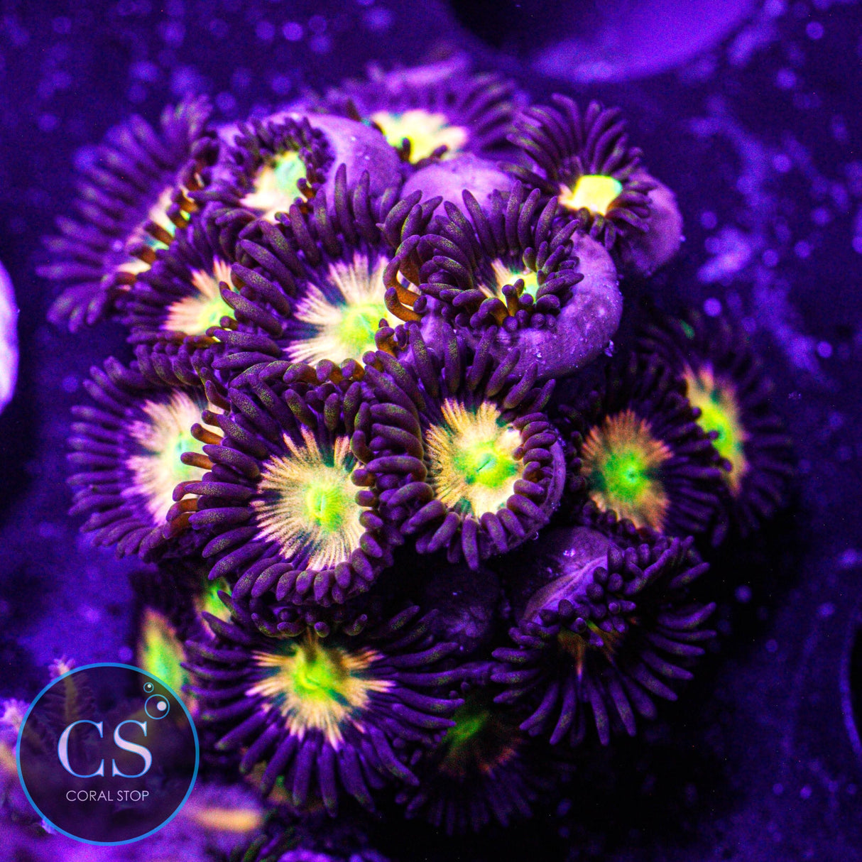 Jurassic Park Zoa
