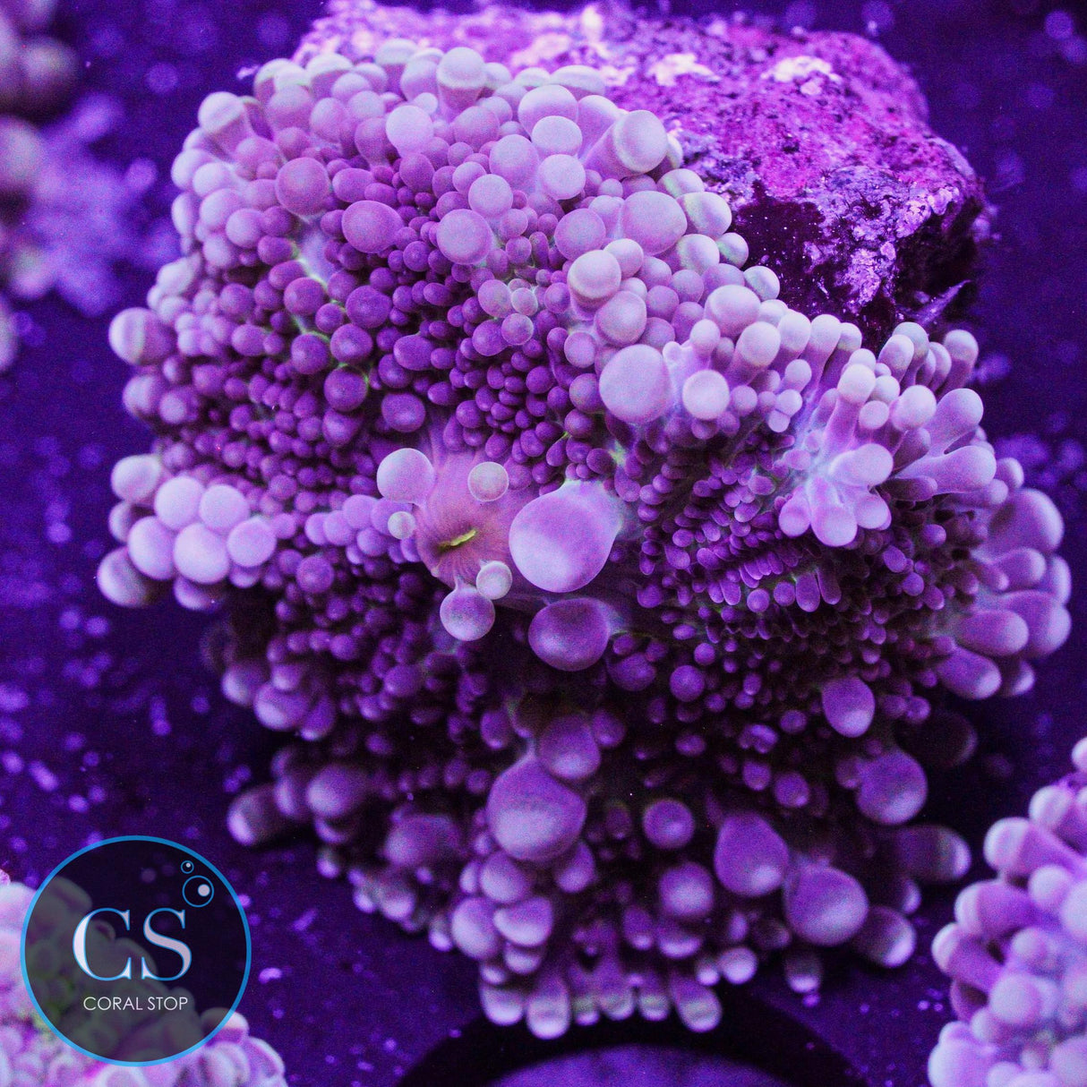Purple Rain Malaysian Yuma Mushroom