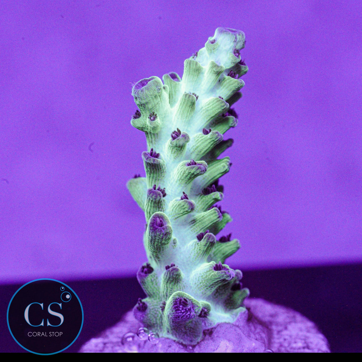 Cookie Monster Acro