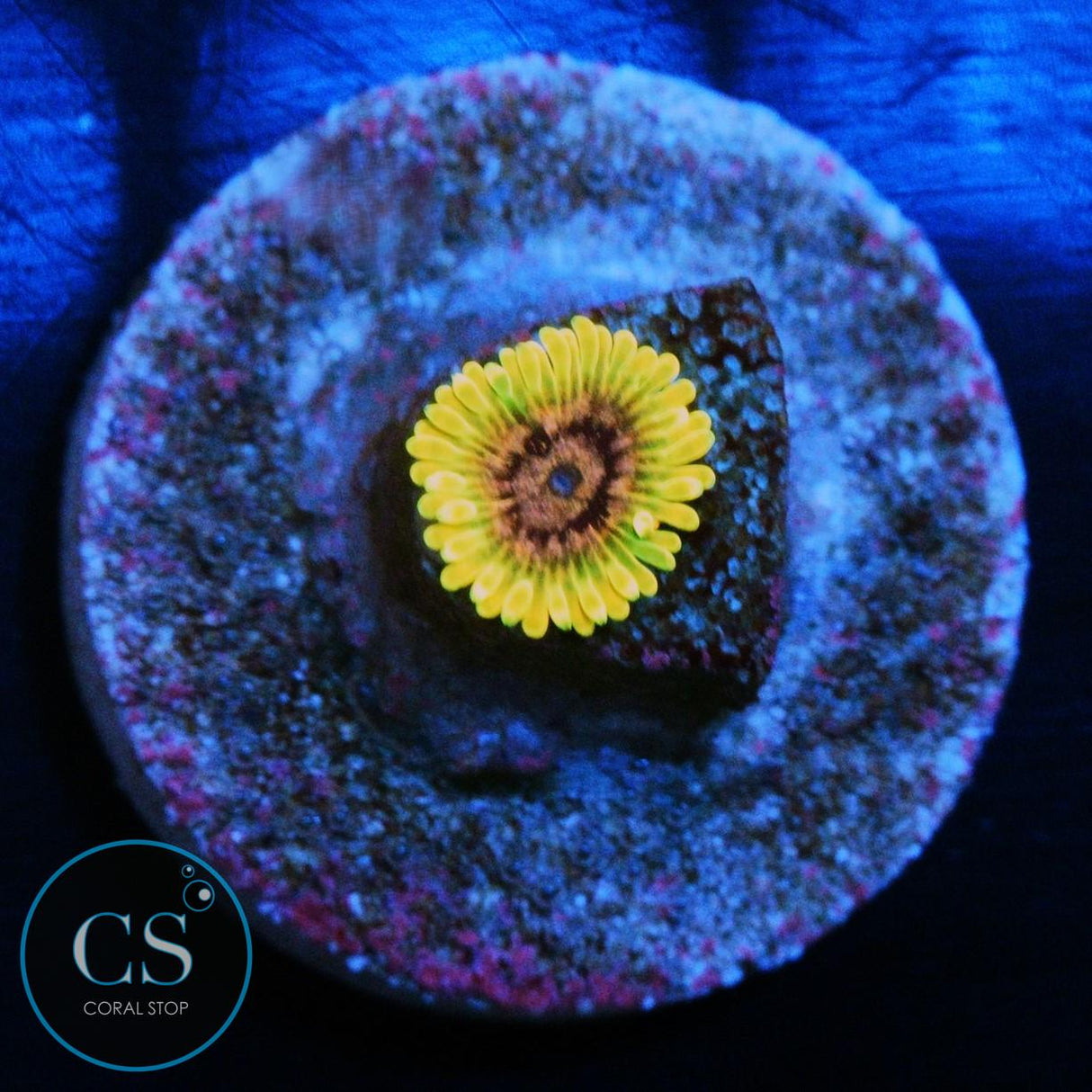 JF ACID REFLUX ZOA