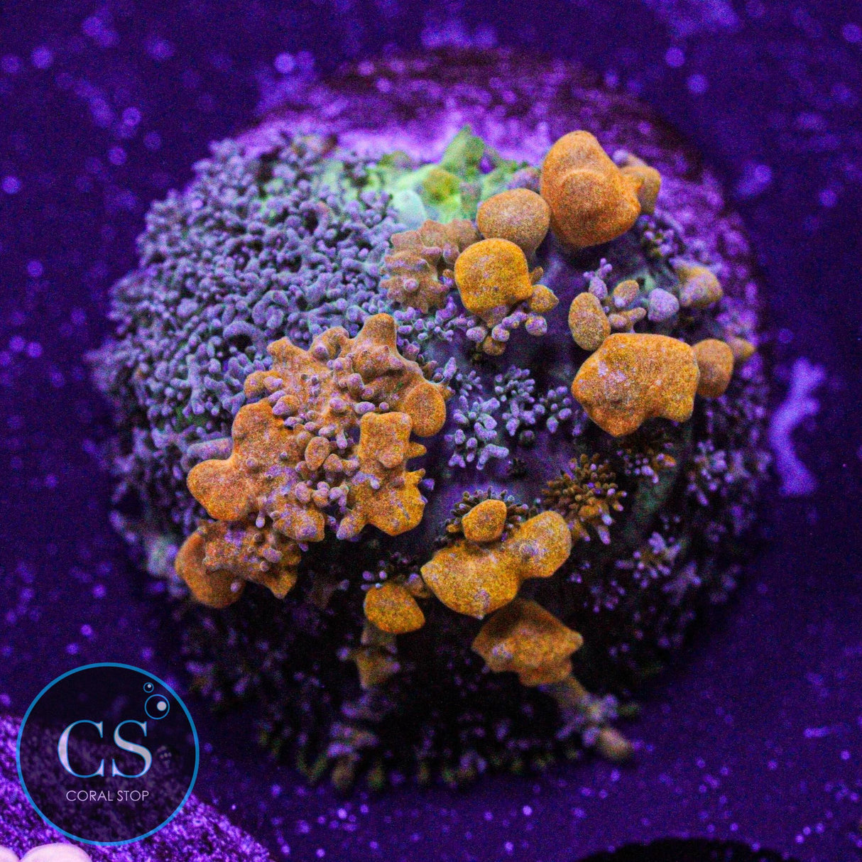 Sunkist Bounce Mushroom