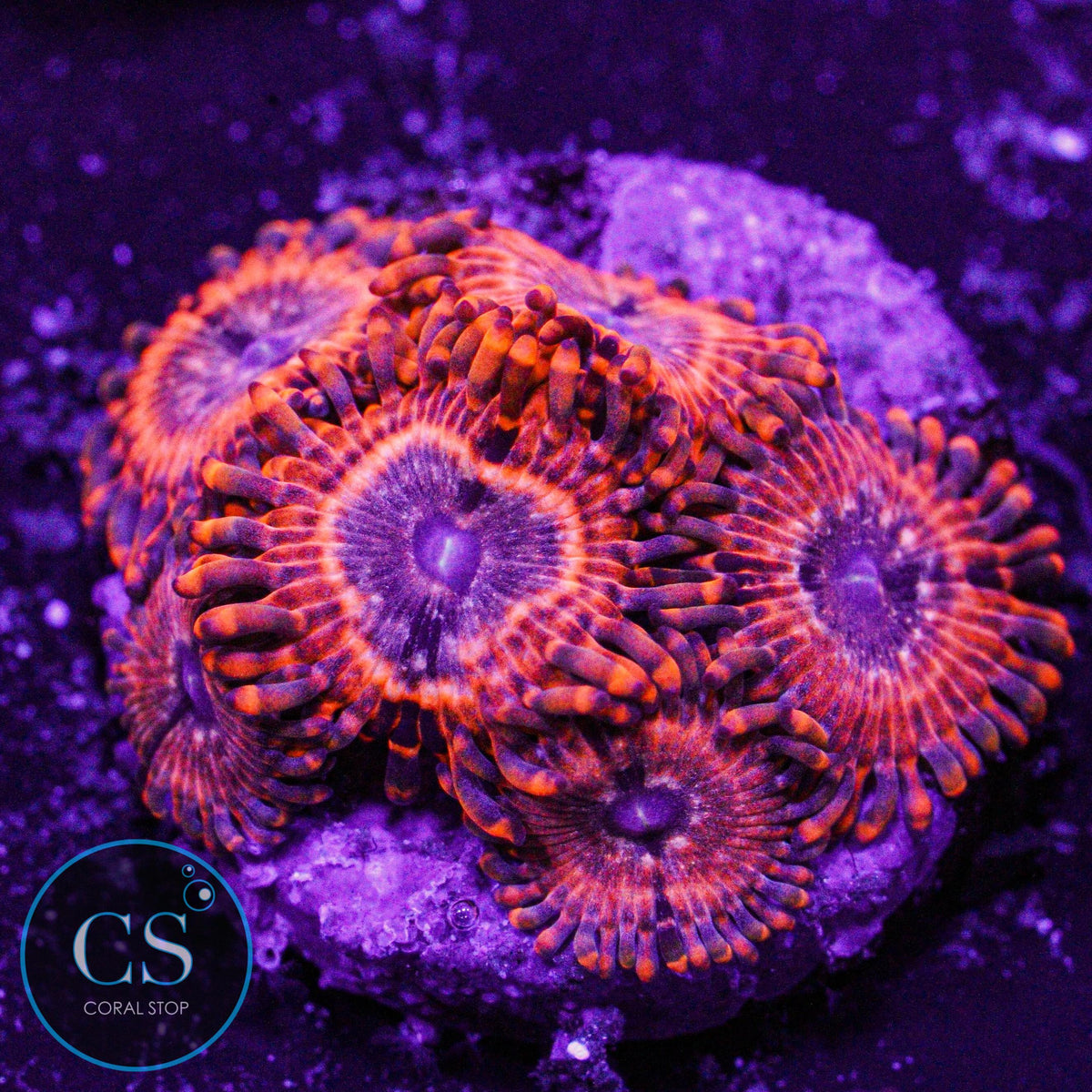 Utter Chaos Zoa