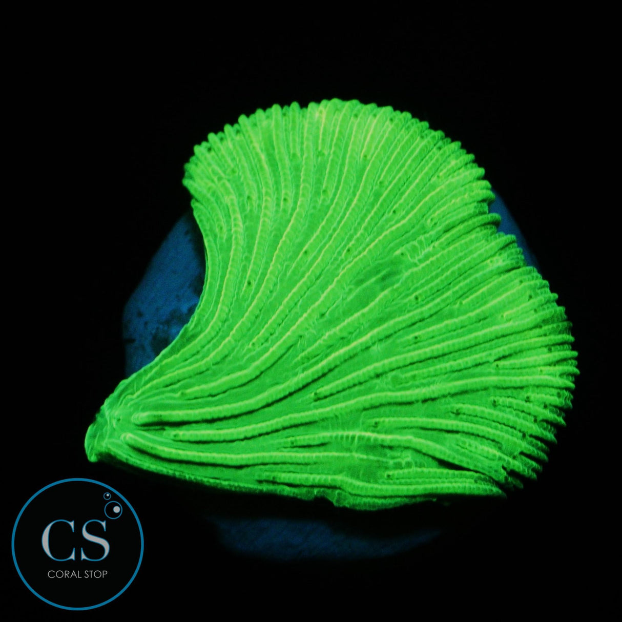 KRYPTONITE DIASERIS PLATE