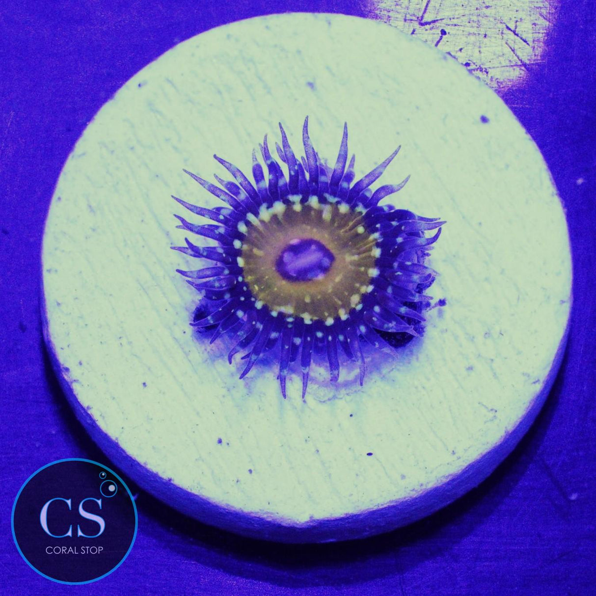 Godbeast Zoa
