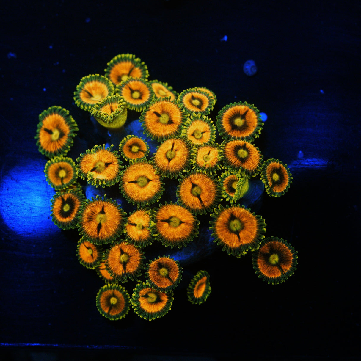 WWC LASER LEMONS ZOA