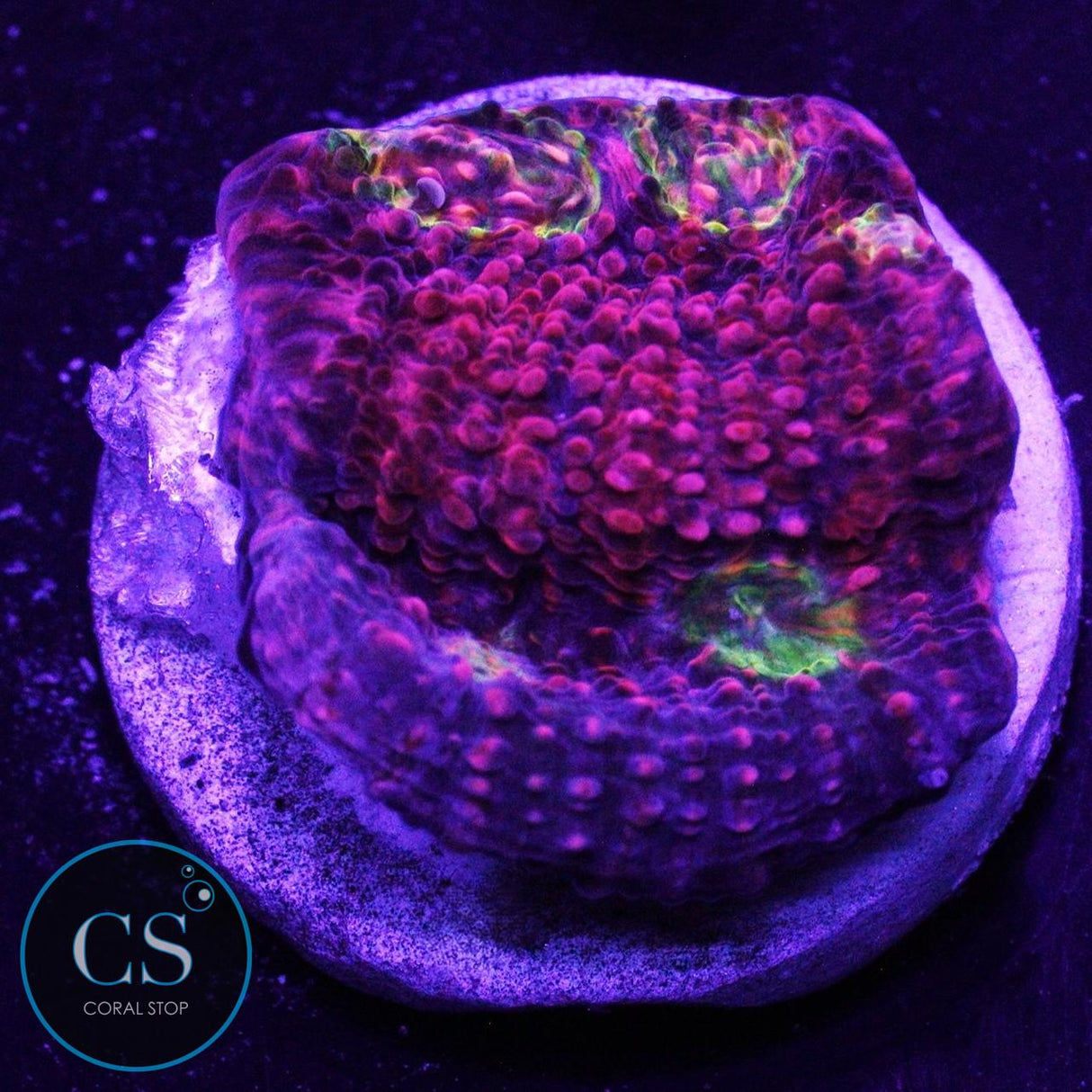 PINK BOOBIES CHALICE