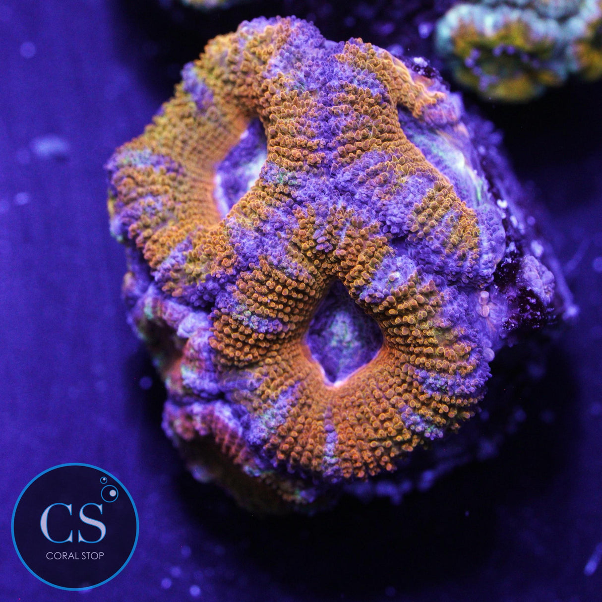 AUSSIE ACAN