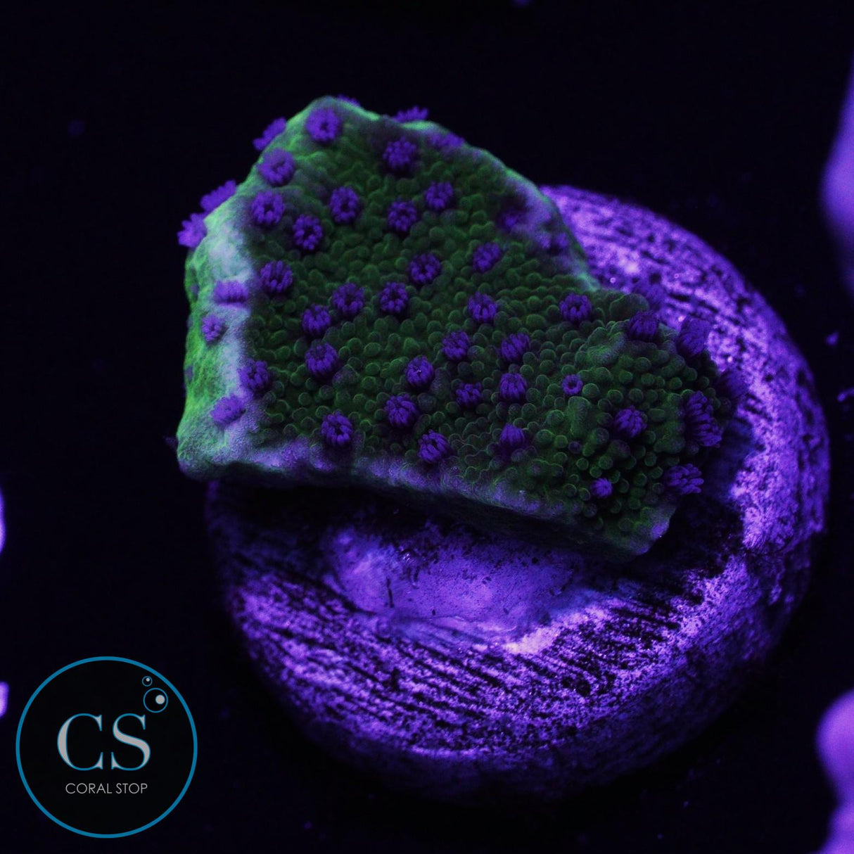 LA Lakers Montipora
