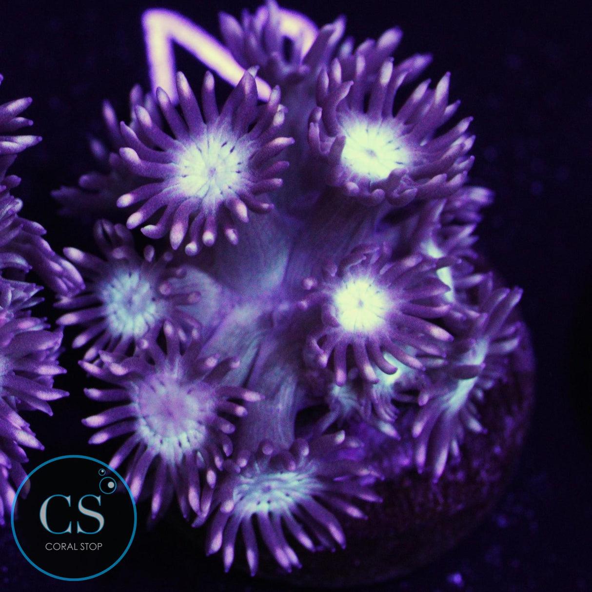 Gender Reveal Goniopora