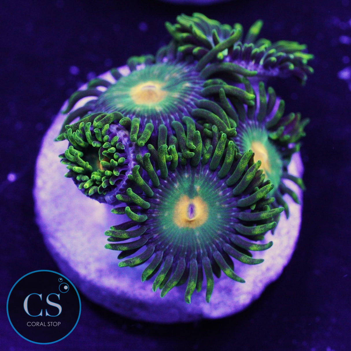 Green Bay Packers Zoa