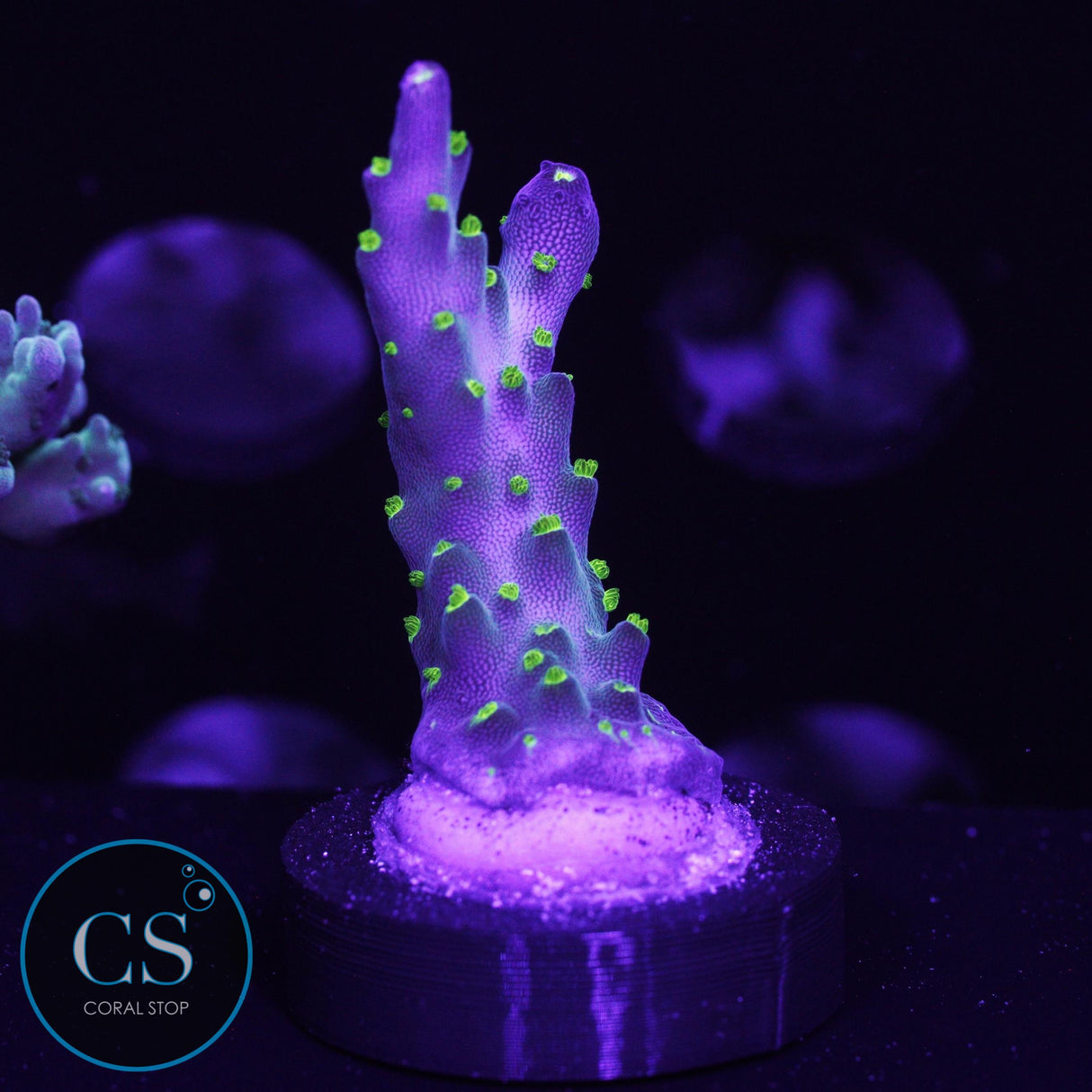 SBB Light Saber Acro