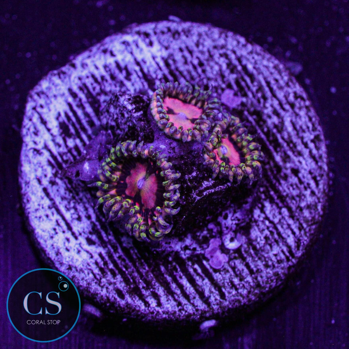 Big R Space Chaos Zoa