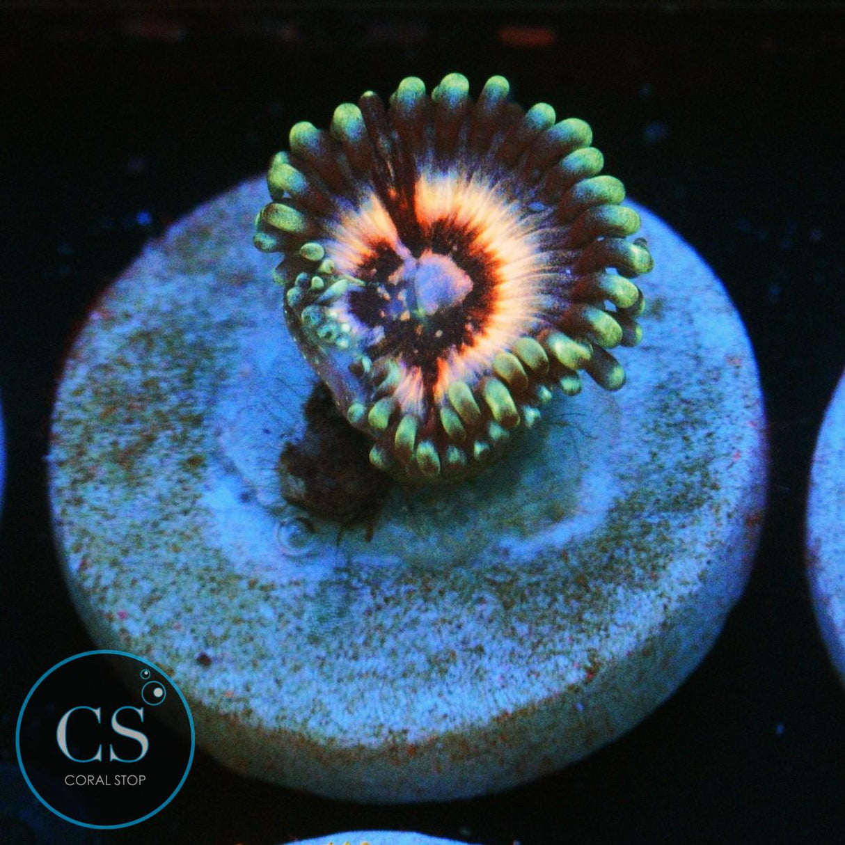 JPS PINK CONSTELLATION ZOA