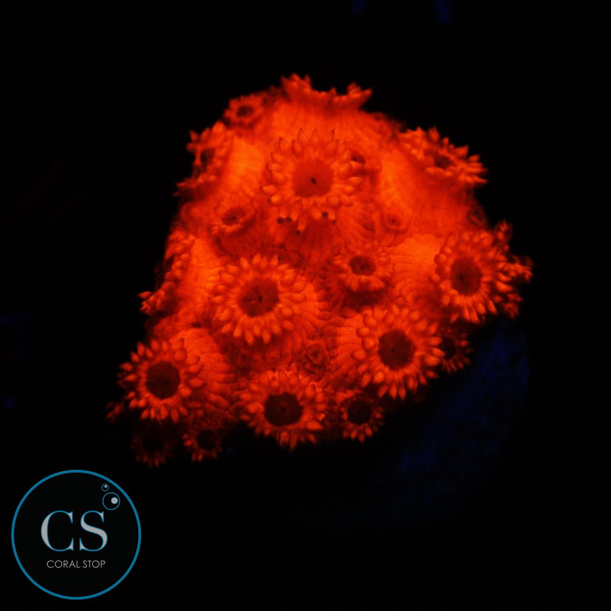 RUBY RED GONI