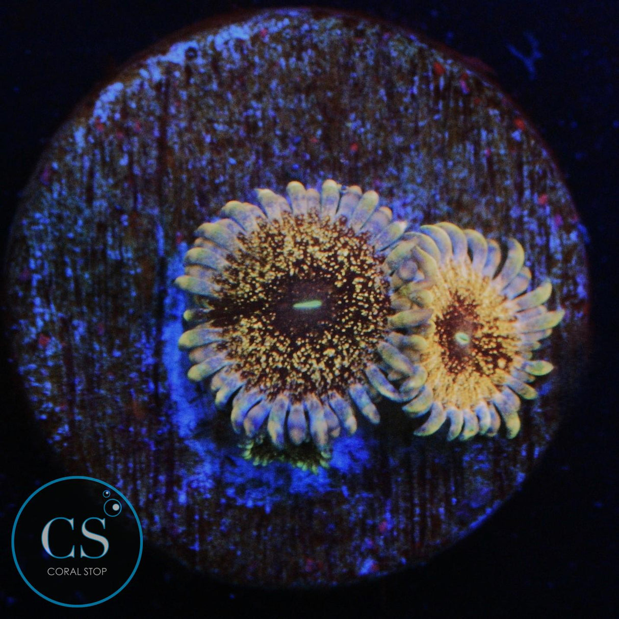 SOLAR CIRCUS ZOA