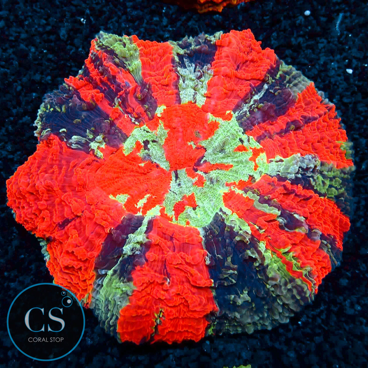 MASTER ACANTHOPHYLIA