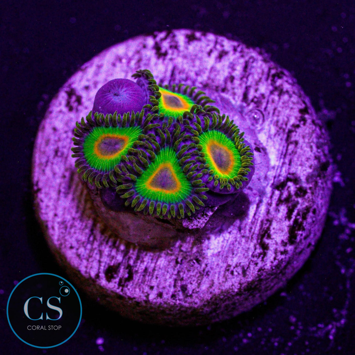 Rasta Zoa