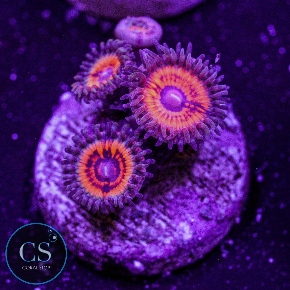 Devils Armor Zoa