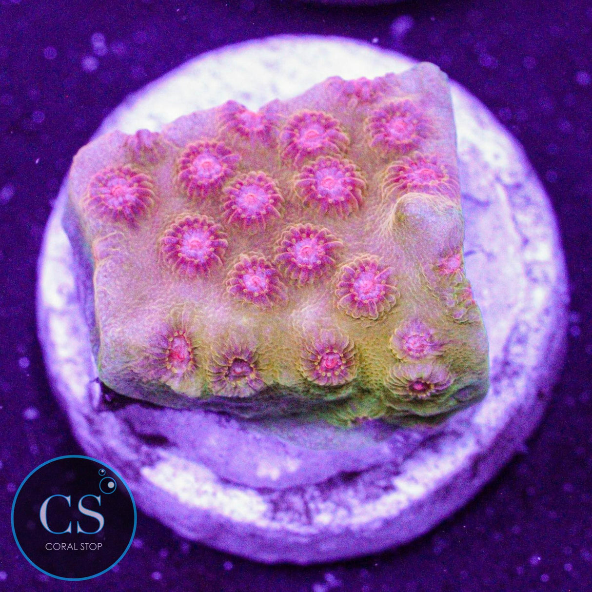 Blazing Sun Cyphastrea