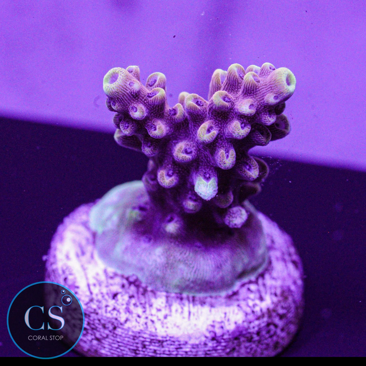 Pink Cadillac Acro