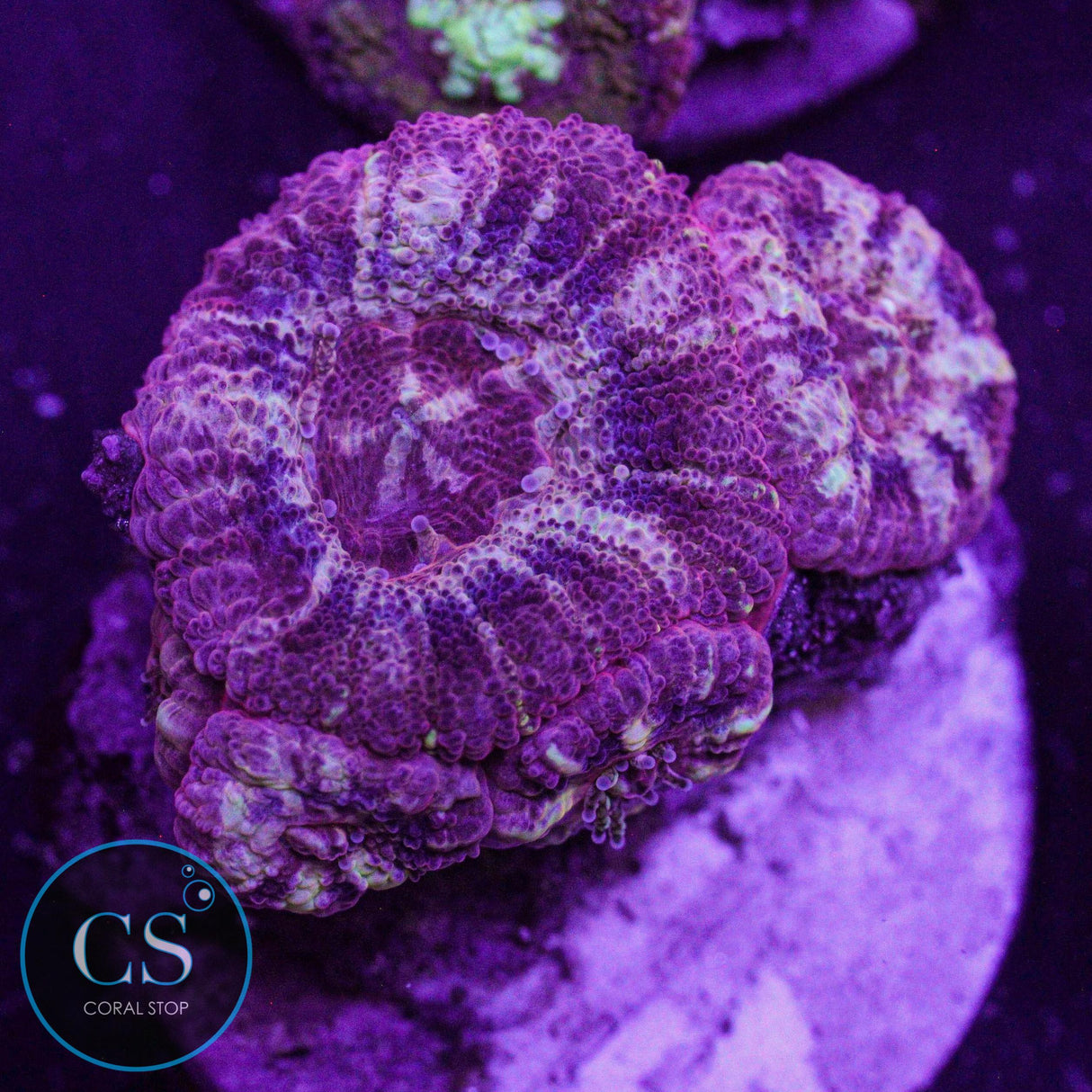 Elemental Fire Asian Acan