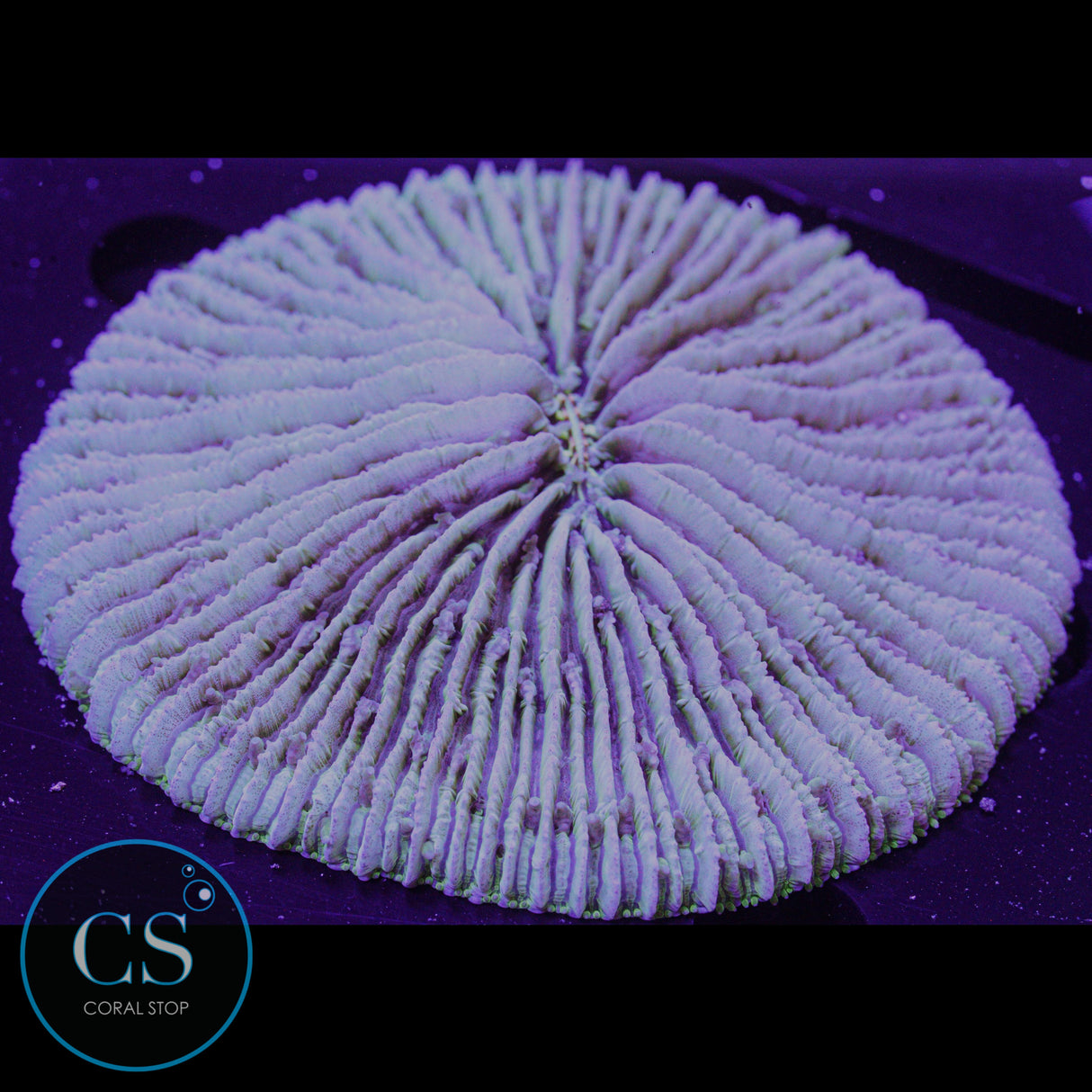 Green Plate Coral (Approx 3")