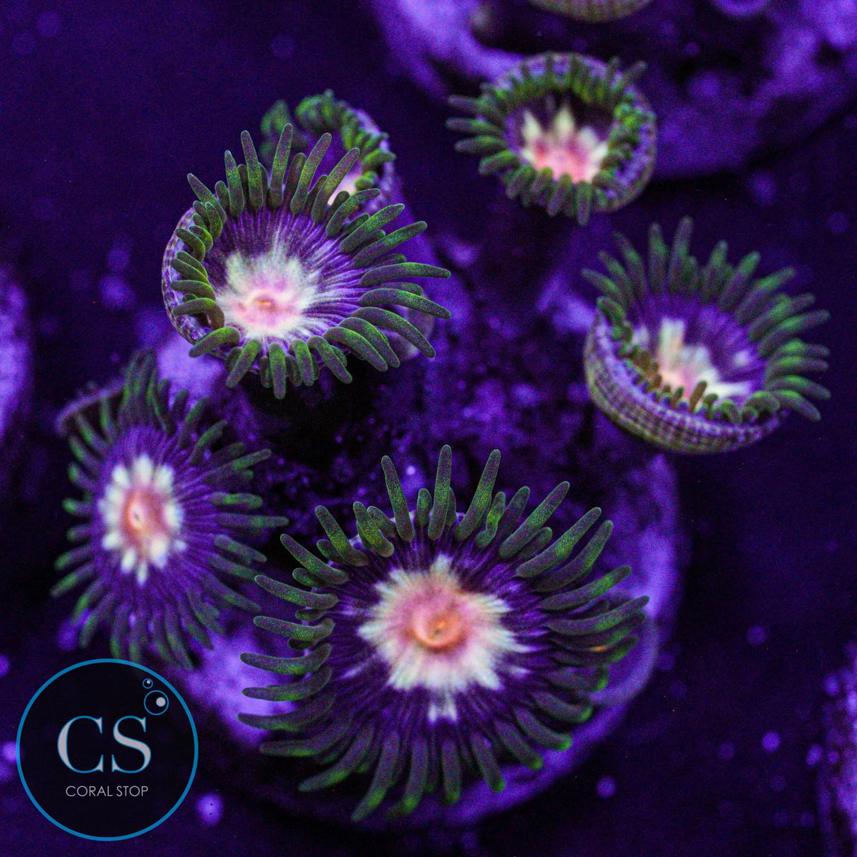 JF Stargazer Zoa