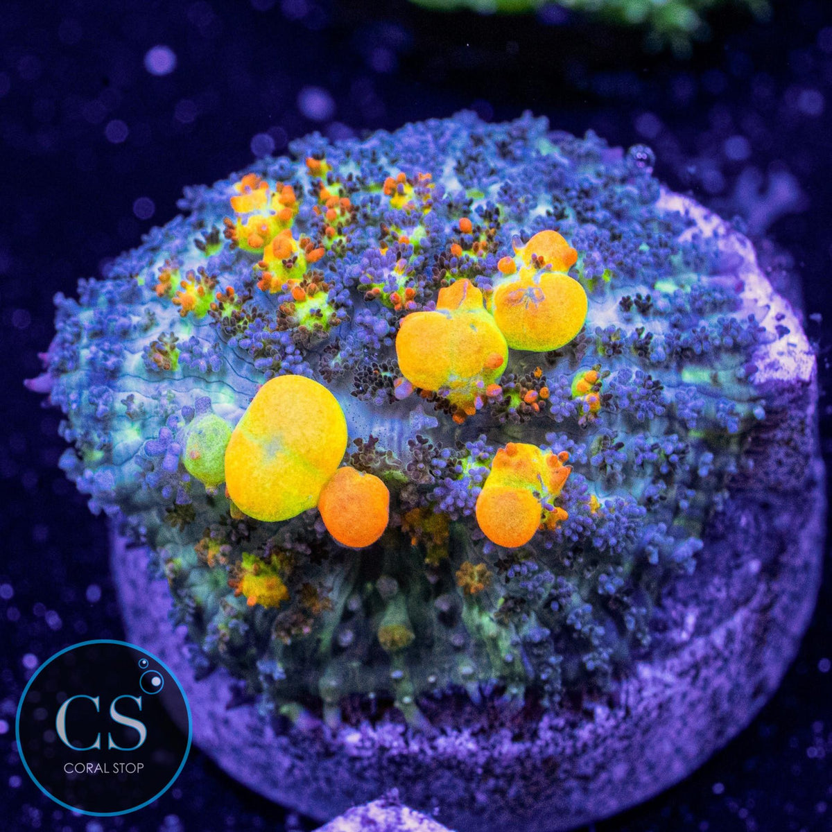 WWC OG Bounce Mushroom