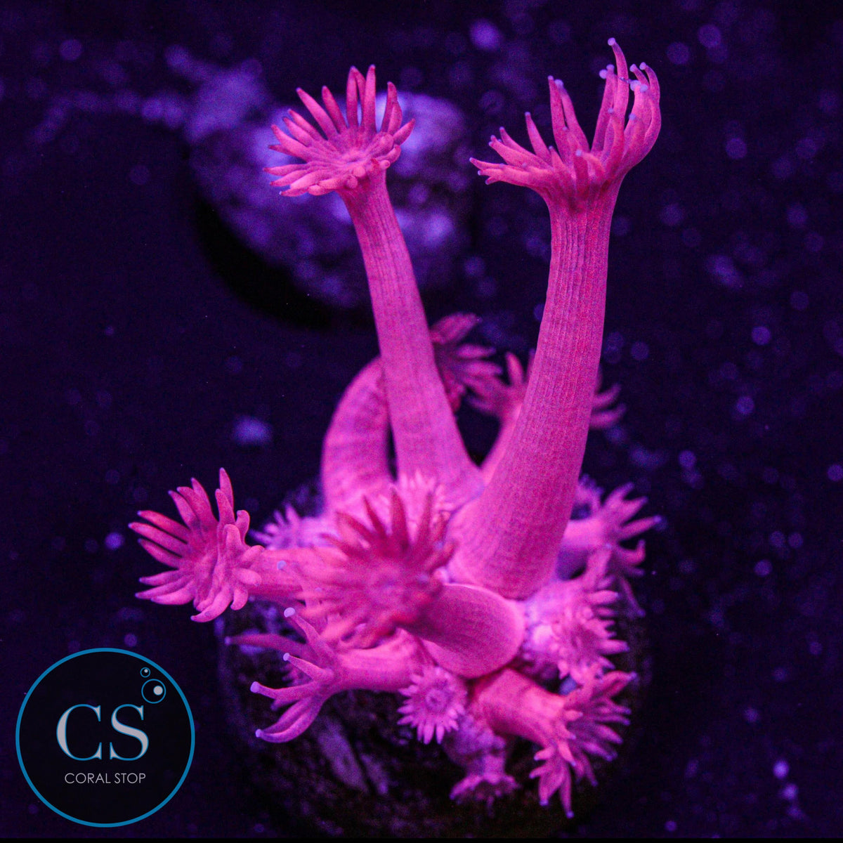 Fuchsia Red Goni