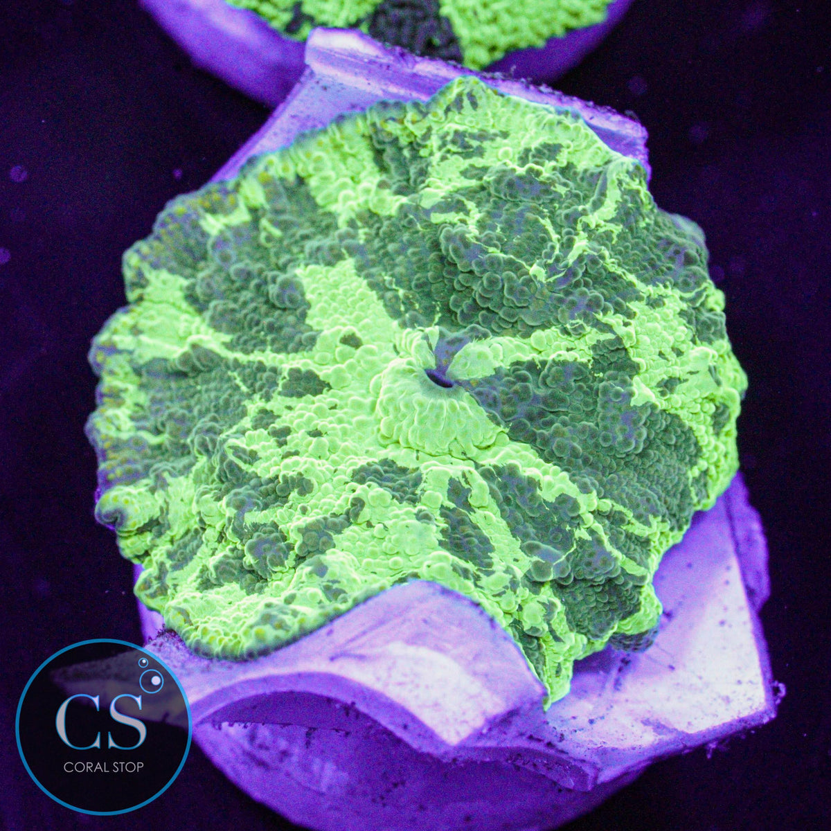 Kryptonite Jawbreaker Mushroom