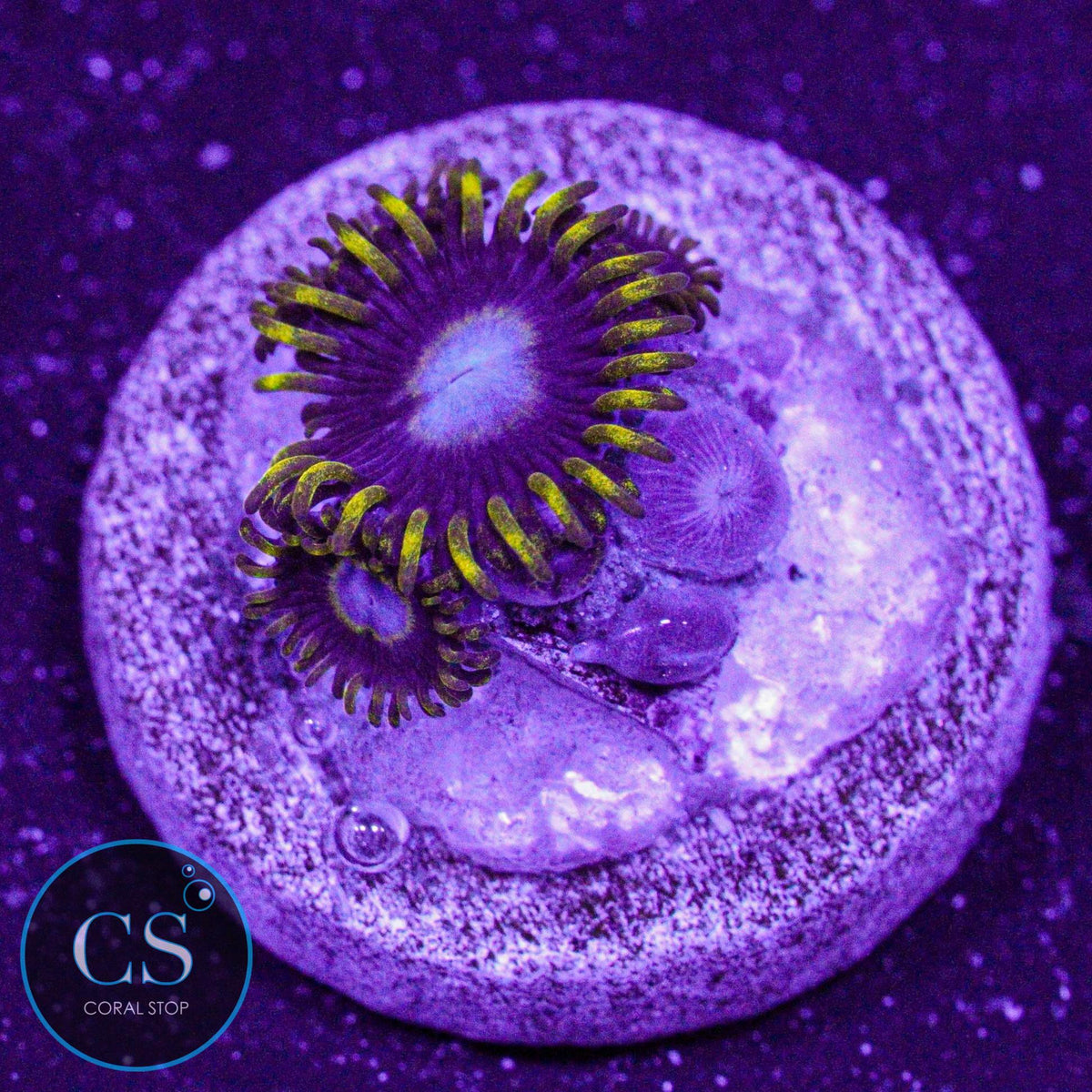Frozen Hornet Zoa