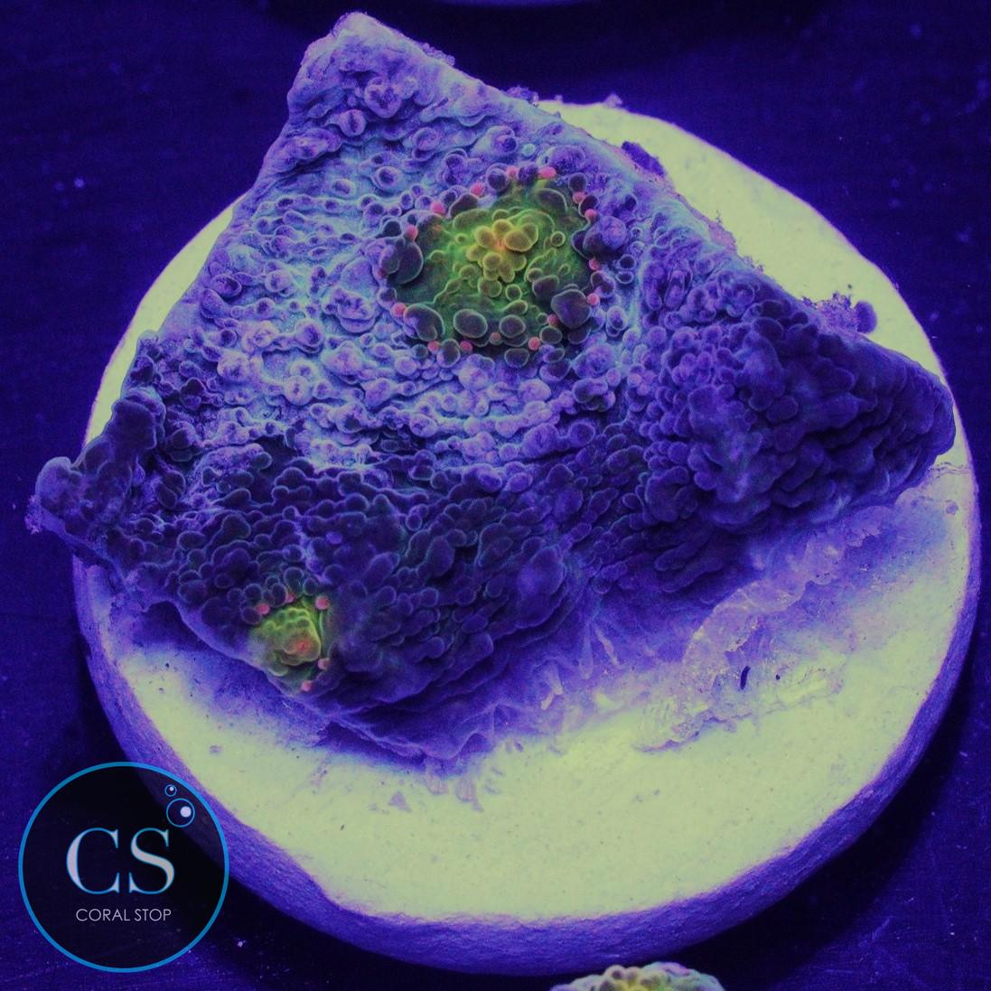 NEW RELAESE FROSTBYTE RAINBOW CHALICE