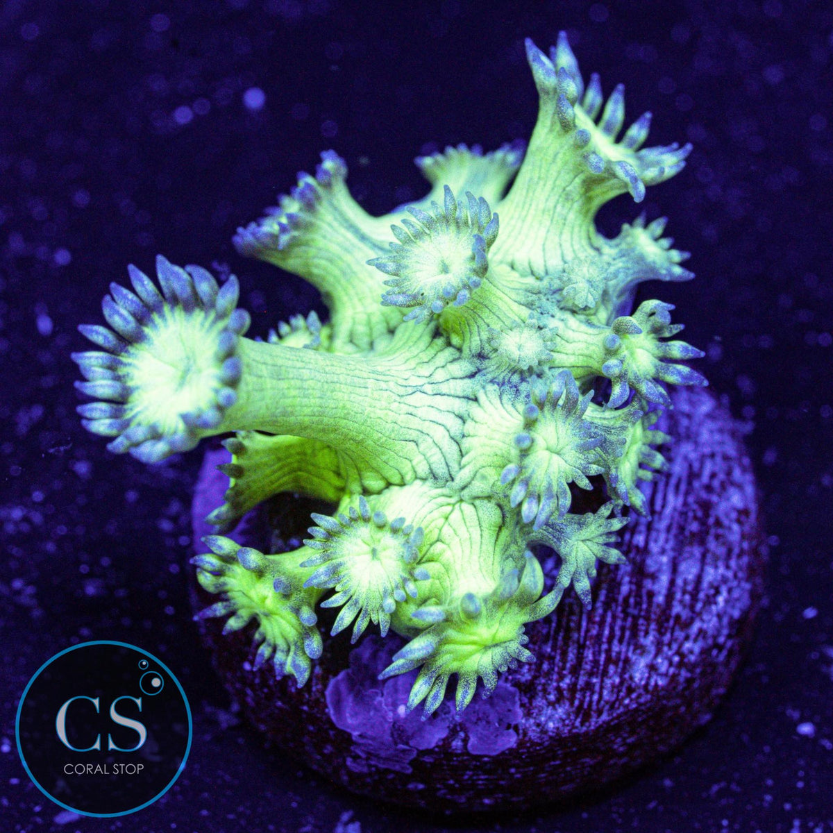 Pseudo Glitter Goniopora