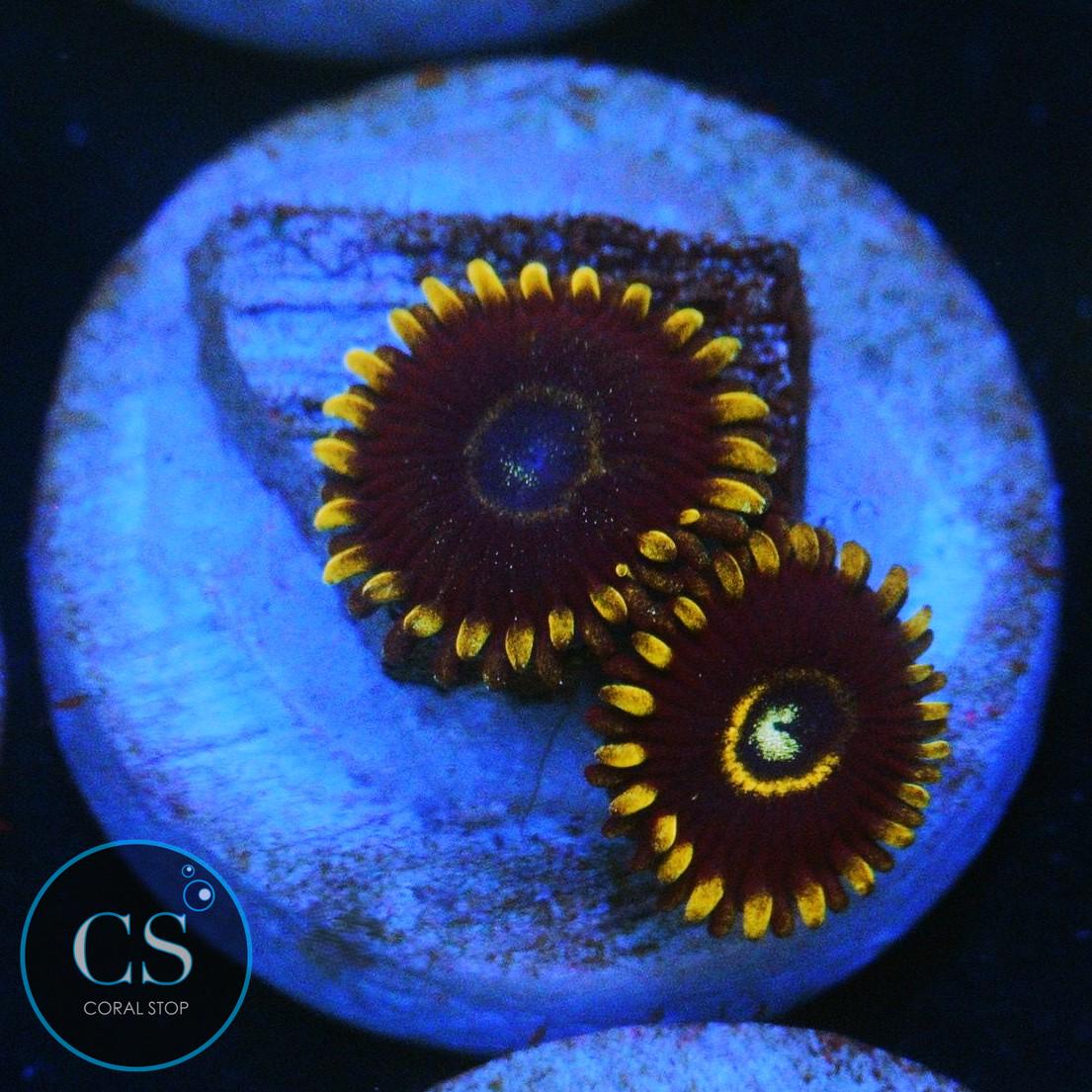 BLUE HORNET ZOA