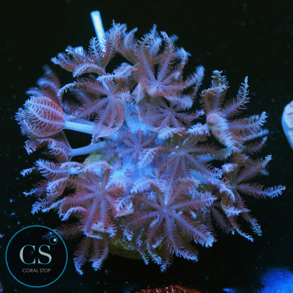 PULSING XENIA