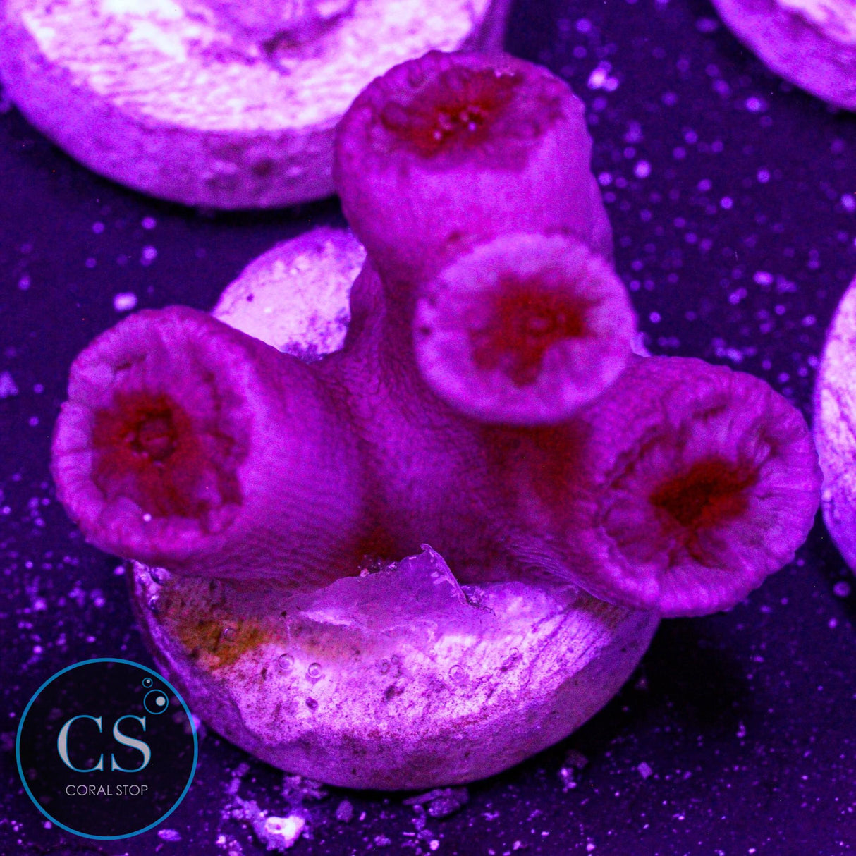 Orange Sun Coral