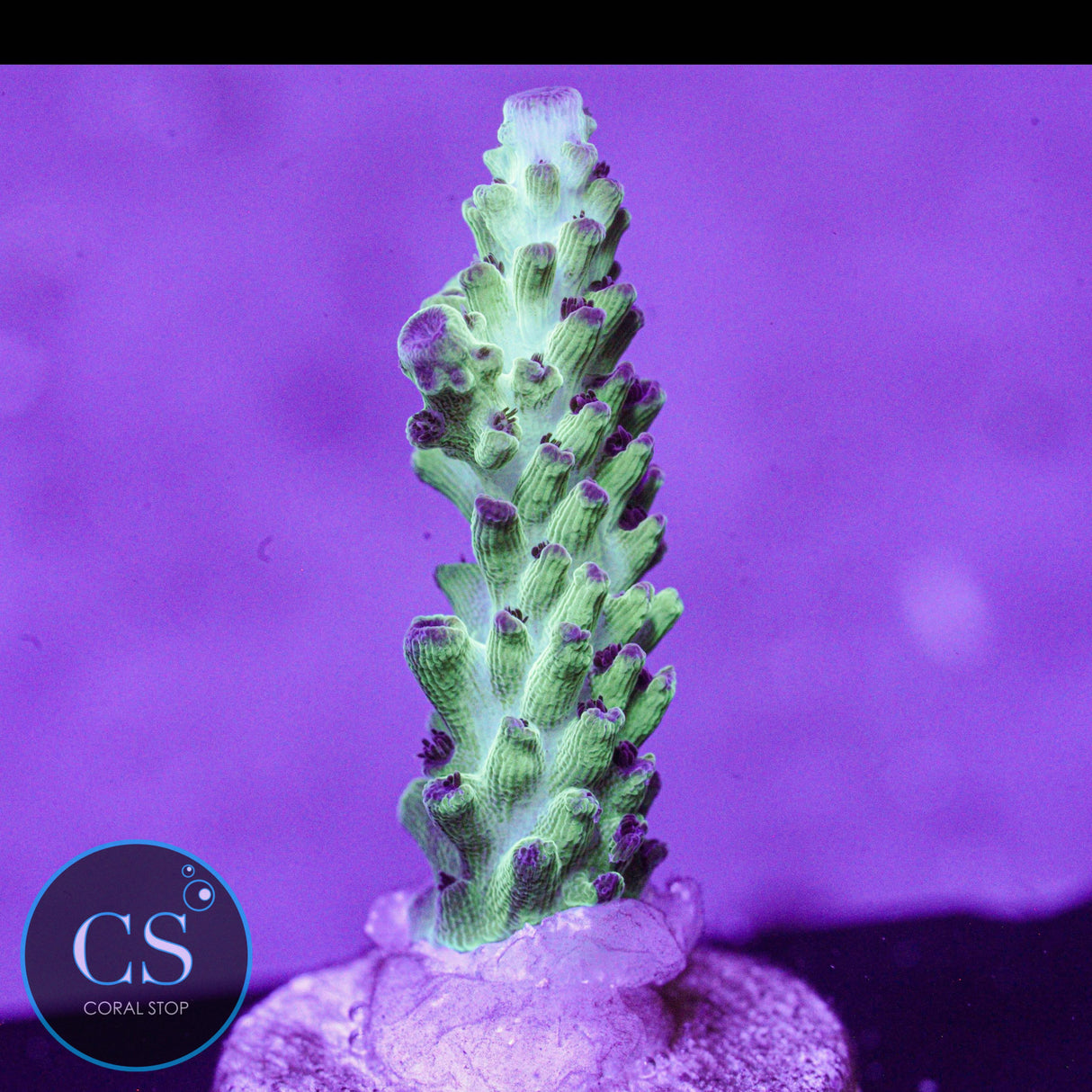 Cookie Monster Acro