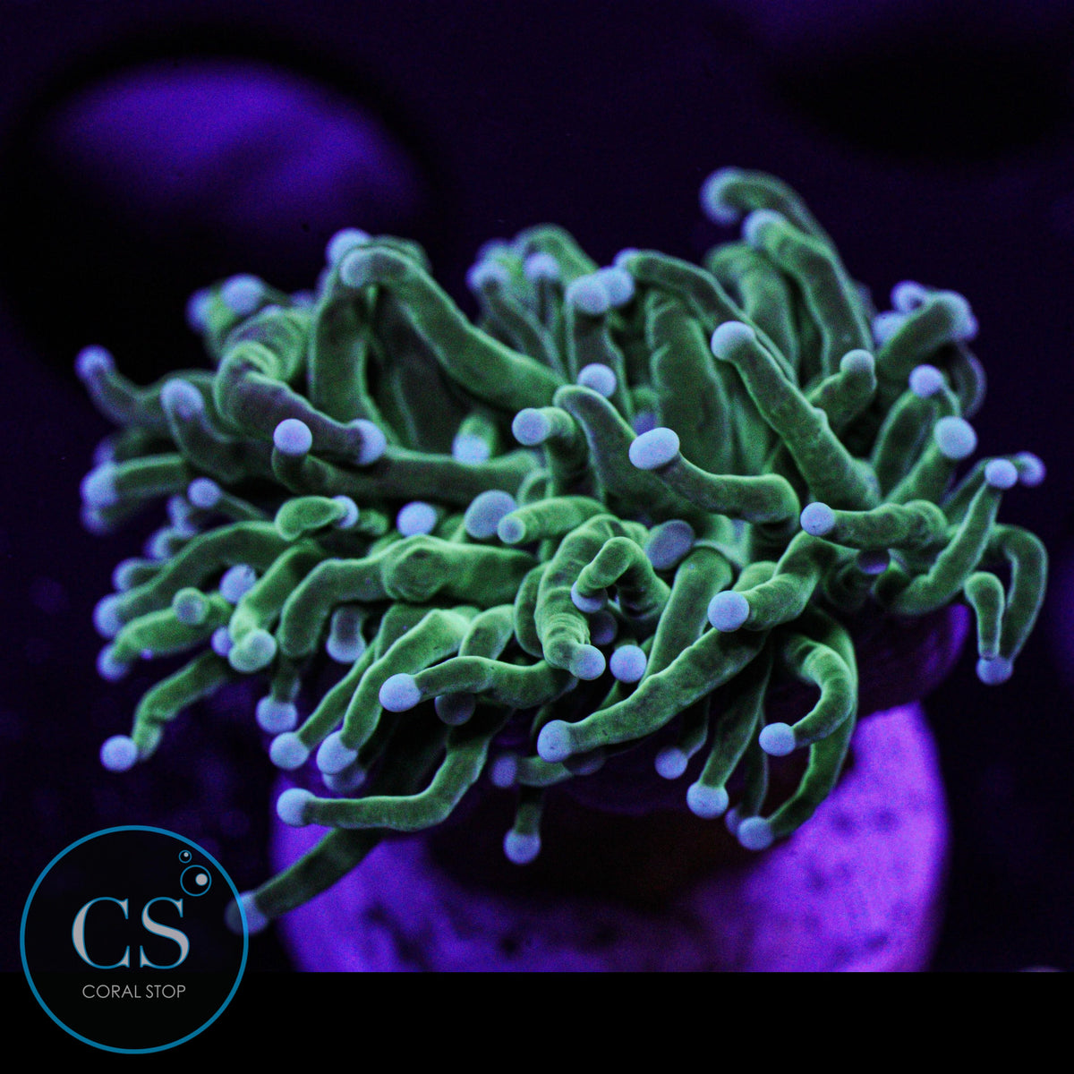Pearl Tip Torch