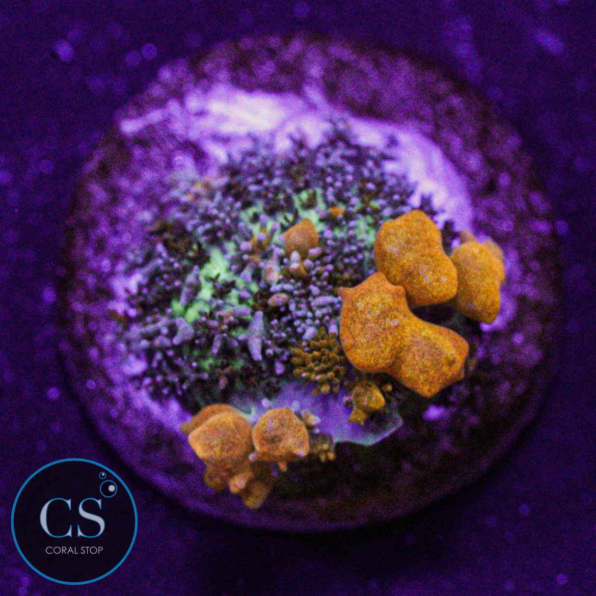 Sunkist Bounce Mushroom